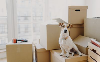 Keeping Your Pets Happy During a Move